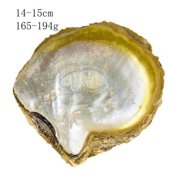 

14 15cm natural yellow mother of pearl shell nautical home decor aquarium landscaping diy jewelry making seashell raw materials h bbysua