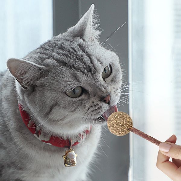 

toothpicks, interactive cat toys, wooden lollipops