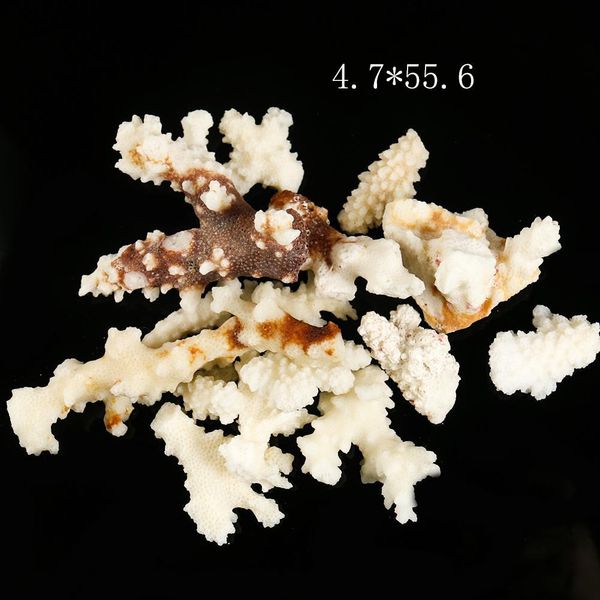 

100g natural coral branch shell conch specimen crafts fish tank ornaments aquarium landscaping home beach wedding decoration h jllrws
