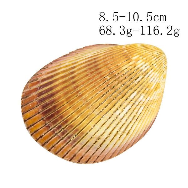

giant cockle conch shell clam dinocardium robustum aquariums specimen marine conch tank decorations crafts diy landscap h bbyjia