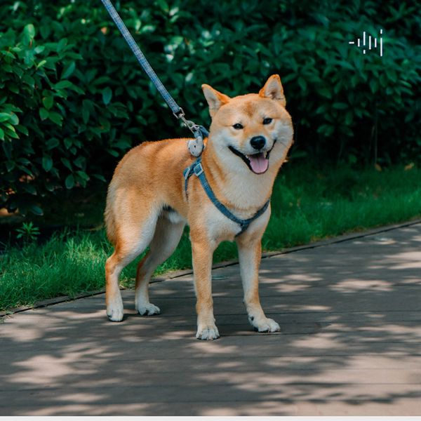 

small to medium dog strap large elastic - comfortable padded handle, 5 feet long