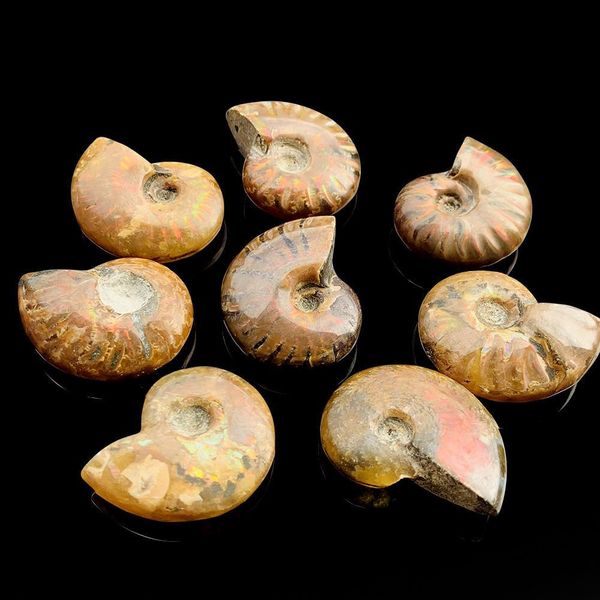 

1pc natural conch specimen spiral ammolite raw stones spiral snail rough stone decoration crafts collectibles gifts 3 3.5cm h jllsnc