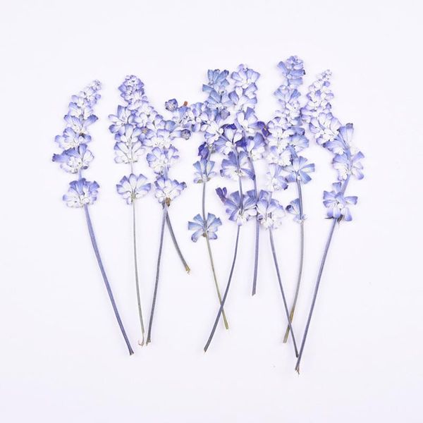 

100pcs/lot dried flowers natural with stem diy craft embossed painting candle postcard bookmark deco pressed flores decor