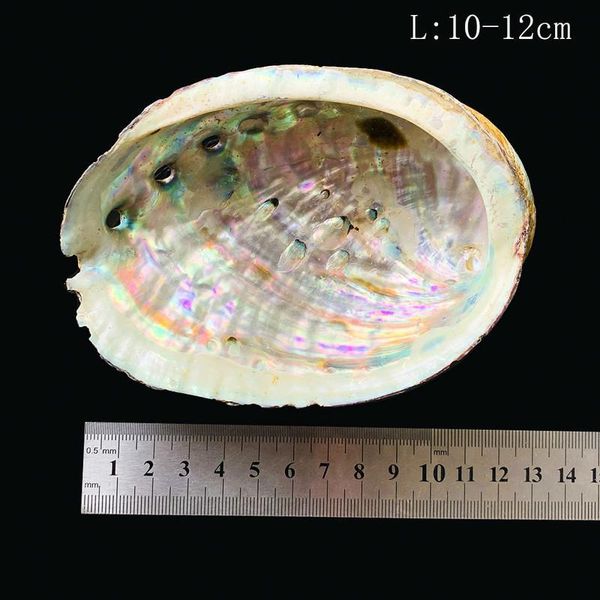 

10 12cm natural abalone shell large sea shells nautical home decor soap dish diy fish tank aquarium landscape wedding decor h bbydvh