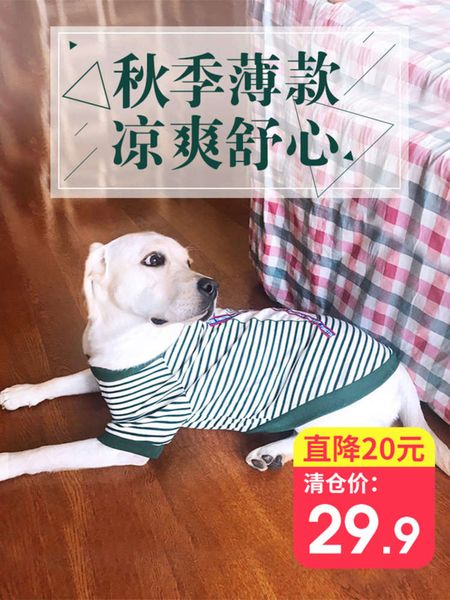 

golden labrador medium sized big dog husky samoye summer autumn winter cloth
