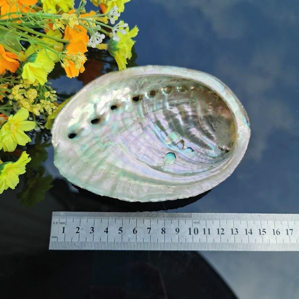 

5 sizes abalone shell nautical decor seashell beach wedding shells ocean decor jewelry diy shell soap dish aquarium home decor h wmteqr