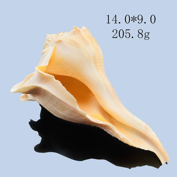 

natural large conch feng shui snail nautical home decor beach wedding decor seashell specimen collectibles aquarium landscape h wmtfwx