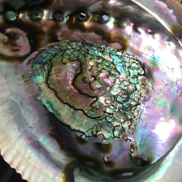 

exquisite natural abalone shell seashell soapbox rainbow lg sea green blue beach house soapbox exquisite natural h wmtnwv