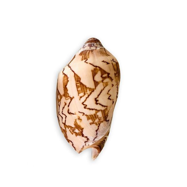 

wave conch sea shells nautical decor natural shell conch decor fish tank aquarium scenic decoration micro landscape specimens h jlljsd