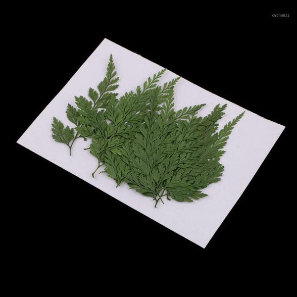 

12pcs pressed dried fern leaves plant herbarium diy arts crafts scrapbooking1