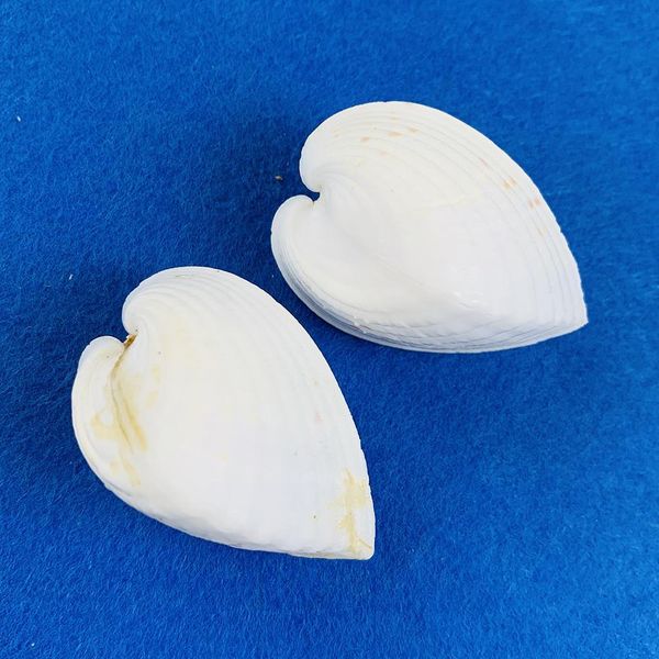 

2pcs 3 5cm chicken heart clam natural shell lover seashell beach wedding decor starfish aquarium nautical decor collectibles h bbypez