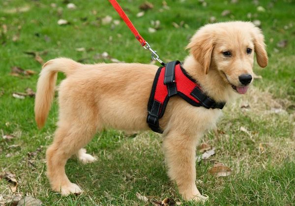 

dog collars & leashes deluxe edition a large harness outdoor vest pet in oxford