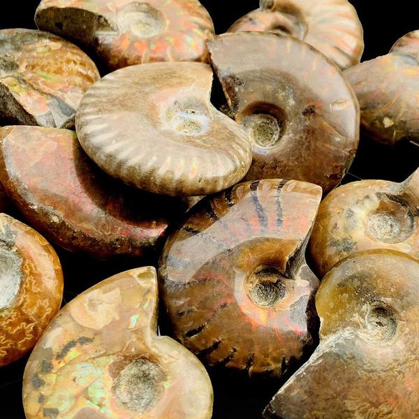 

1pc natural conch specimen spiral ammolite raw stones spiral snail rough stone decoration crafts collectibles gifts 3 3.5cm h bbyggg