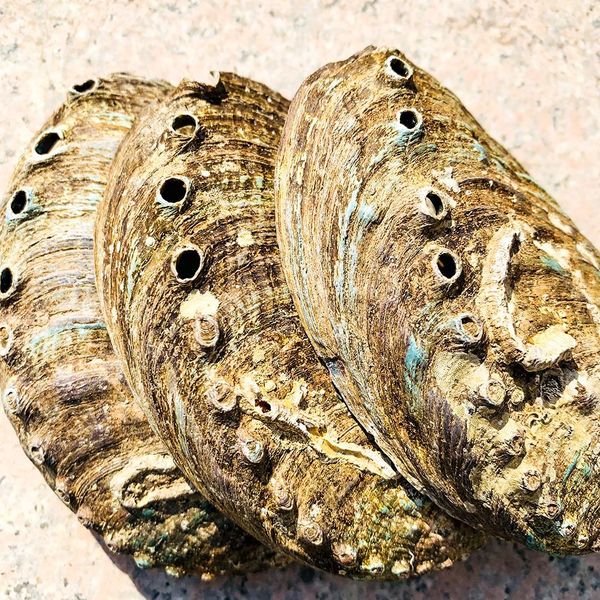 

11 12cm abalone shell natural seashell nautical beach decor black spots shell crafts specimen collectibles coastal home decor h bbyekt