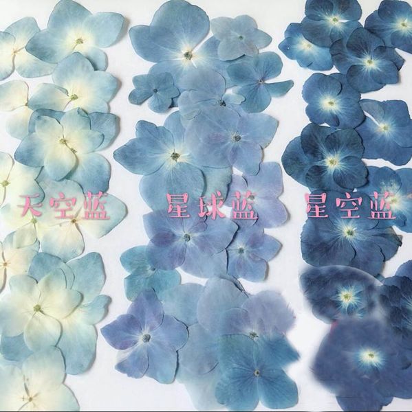 120 pcs pressionado azul série seca hydrangea macrophylla flor plantas herbário para jóias telefone caso marcador fazendo DIY 1026