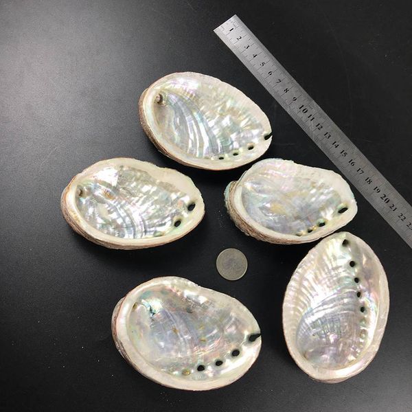 

5 sizes abalone shell nautical decor seashell beach wedding shells ocean decor jewelry diy shell soap dish aquarium home decor h jllltj