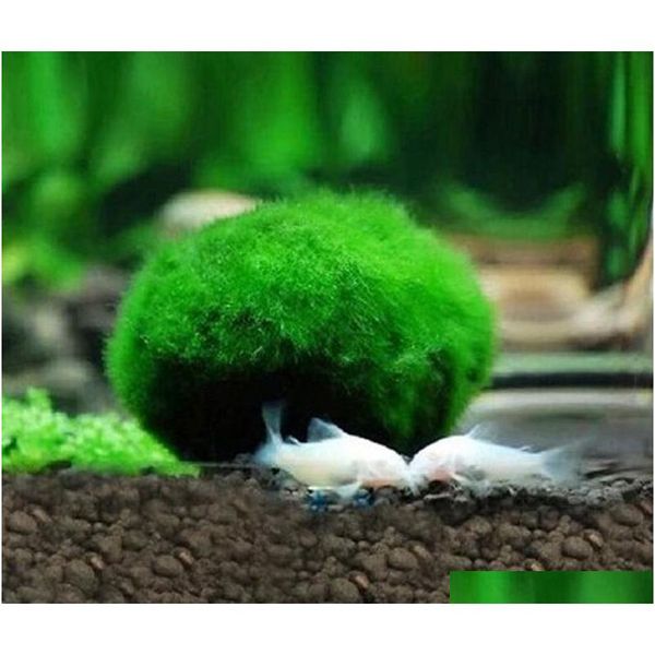 

moss balls green algae balls beautiful and natural aquarium decorative plants algae fish shrimp tank ornament nuoys