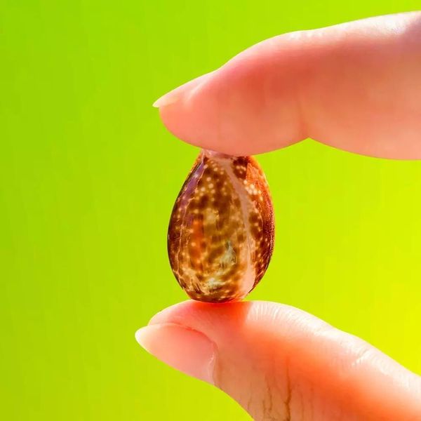 

10pcs natural red spot conch seashells fish tank aquarium landscape decoration specimen diy crafts for beach nautical decor h jllkyt