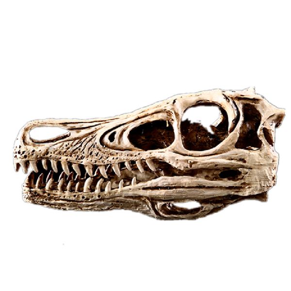 

resin skeleton raptor model simulation handmade dinosaur skull model skull gift