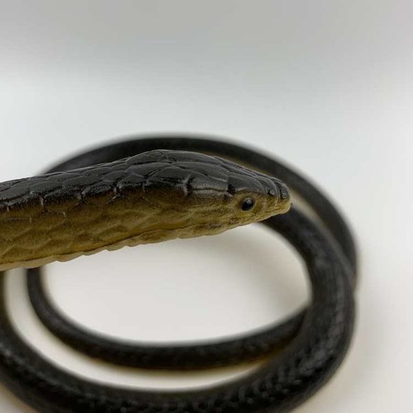 

snake's eyes for snake