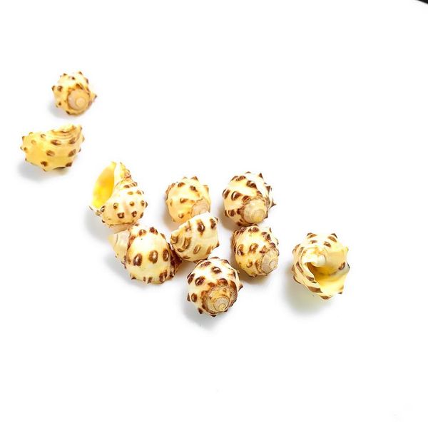 

2pcs 1.5 2cm natural lychee conch seashell spotted snail crafts specimen collectibles fish tank decoration aquarium accessories h bbynnb
