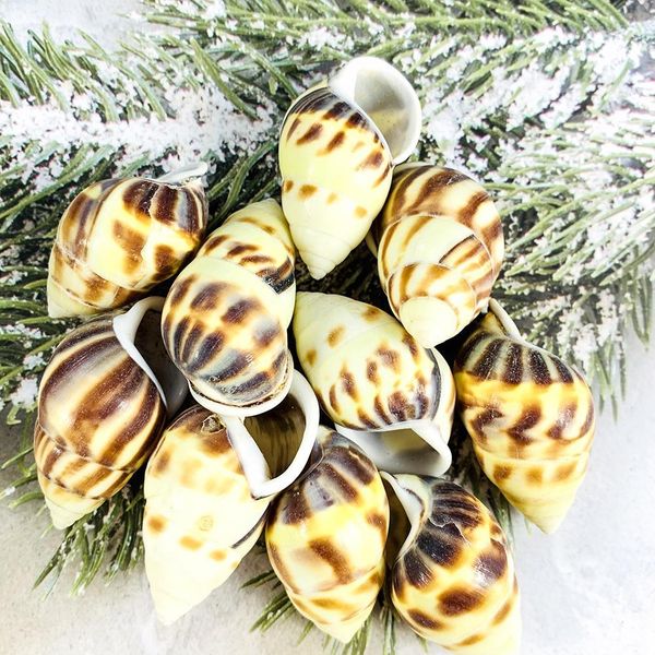 

2 шт. 4 5см пламя спиральный раковины улитка уничтожечные ракушки образец коллекция ремесел морской домашний декор diy аквариум ландшафт укр