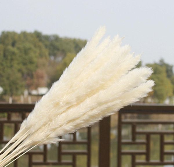 

flower pampas grass decor home reed dried natural wedding bunch wmtge comb2010