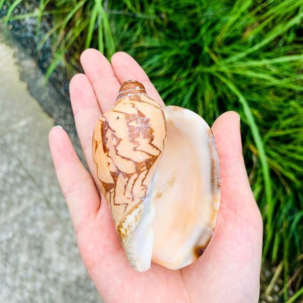 

wave conch sea shells nautical decor natural shell conch decor fish tank aquarium scenic decoration micro landscape specimens h bbyrny