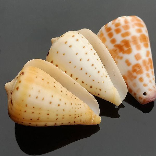 

5pcs seashells natural tabby shell conch pendant nautical decor specimen beach ornaments bracelet necklace diy jewelry making h bbypxa