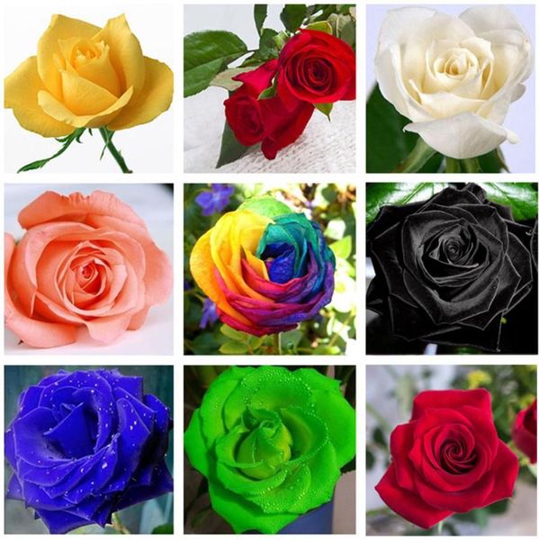 

other garden supplies patio lawn 60 pcs rare blue black mticolor roses plant seeds balcony potted rose flowers seed drop deliv