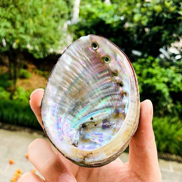 

1pc 8 10cm natural seashells abalone shell nautical home decor beach wedding decorations soap dish diy aquarium landscape h jllyje