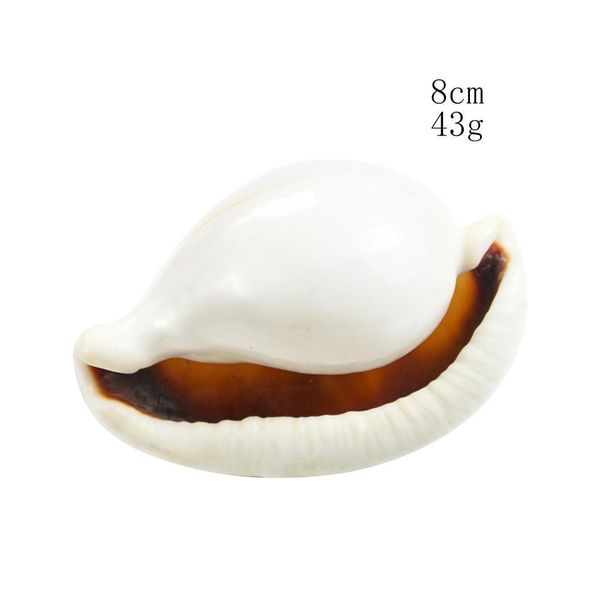 

6 8cm white rabbit conch seashells natural shell conch beach decorations for home wedding acquarium fish tank decor accessory h jllaum