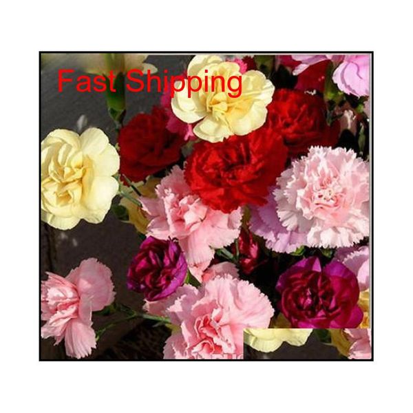 

promotion 10 colors available carnation seeds perennial flowers potted garden plants dianthus caryop qylpvp packing2010