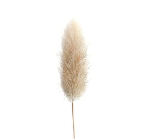 

20 stems dried flower bunny tail natural plants floral rabbit grass bouquet home dec sqcrlc new_dhbest