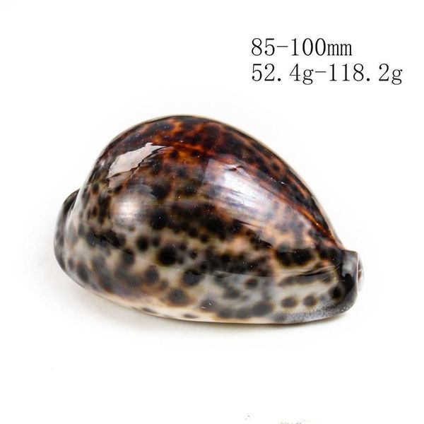 

8 10cm natural tabby shell conch snail shell beach decor for home specimen craft acquarium landscape accessory nautical decor h bbytvp