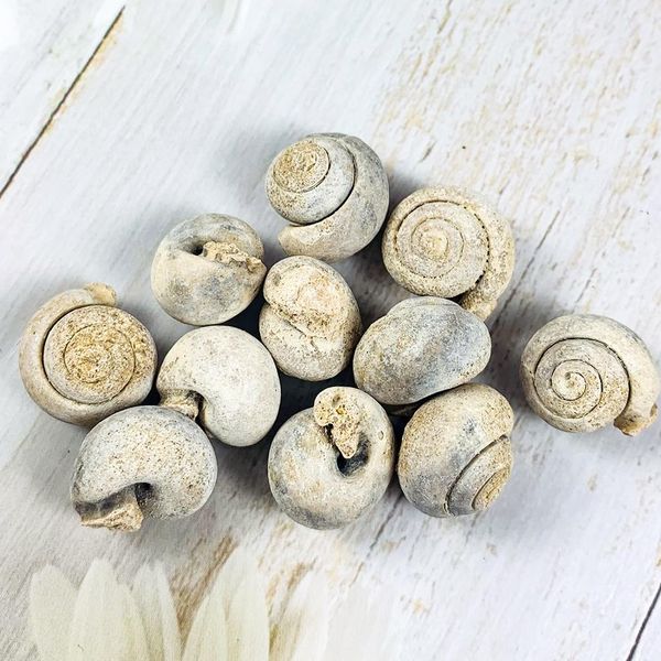 

5pcs natural animal snail rough stone minerals specimen biology geography teaching sample collection rock mini pure conch stone h bbyenl
