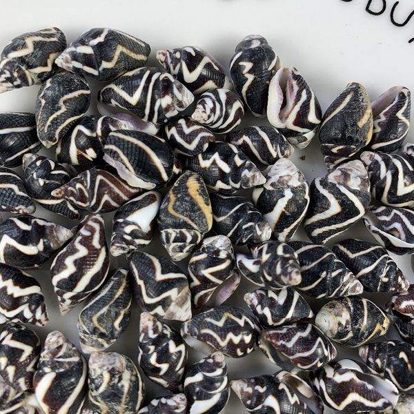 

5 10pcs natural shell seashell for pgraphy decor home room office table bedrooms fish tank decor beach party diy landscap h bbypiq