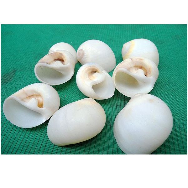 

happykiss natural ornament conch shells white jade snail the white cat's eye screw the mediterranean home decoration a jllzza