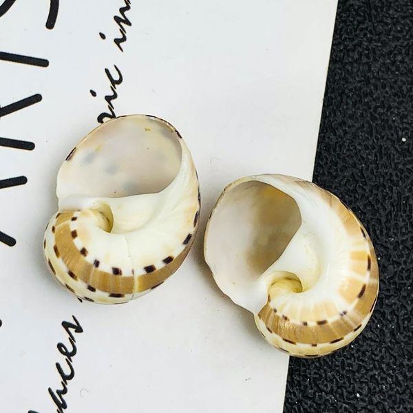 

2 3cm natural conch shell butterfly winged conch speck jade conch collection specimen special for hermit crab aquarium landscape h jllhsy