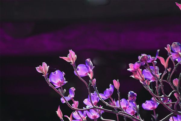 

beautiful flowers home decor hand-painted oil painting on canvas wall art pictures , f2101023
