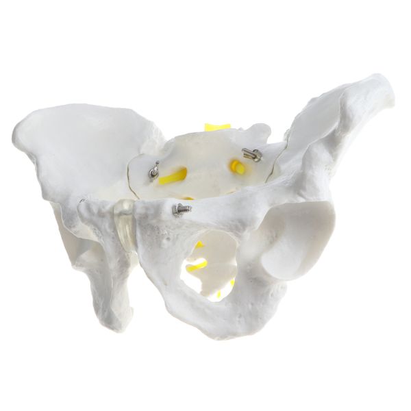 

1:1 human male pelvis skeleton sacrum pubis model