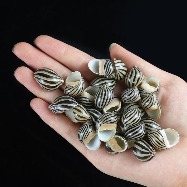 

5pcs watermelon striped sea conch snail seashells natural collectibles crafts specimen ocean ornaments beach wedding decoration h jllghi