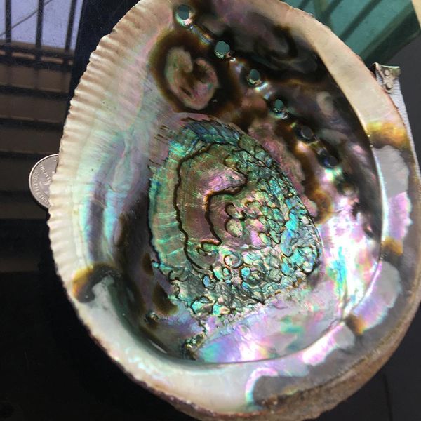 

exquisite natural abalone shell seashell soapbox rainbow lg sea green blue beach house soapbox exquisite natural h jllmav