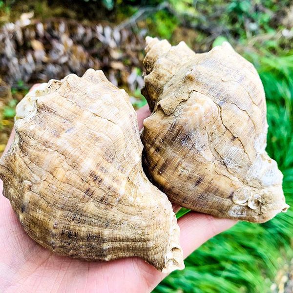 

8 10cm natural conch shell deepwater snail hermit crab seashell nautical home decor fish tank aquarium decoration accessories h bbyjtc
