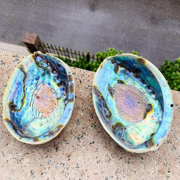 

13 15cm abalone shell natural large sea shells beach decor soap dish jewelry diy shell nautical home decor aquarium landscape h jllblu