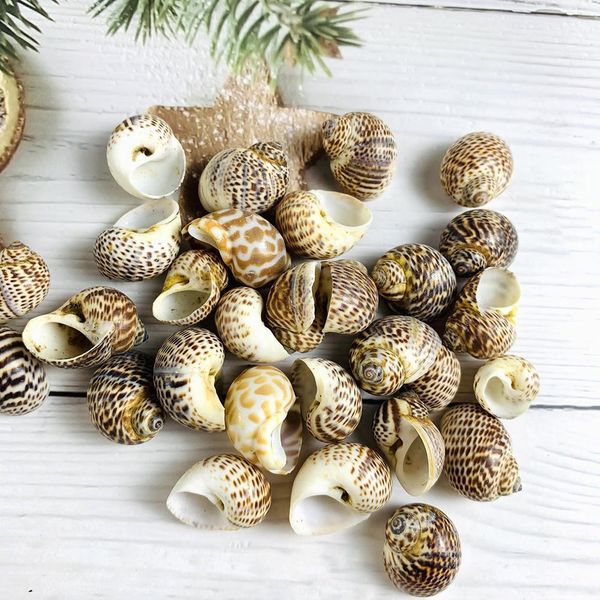 

2 4cm 5pcs natural conch seashells bird egg conch shell beach decorations for home crafts specimen diy aquarium landscape docor h jllbjw