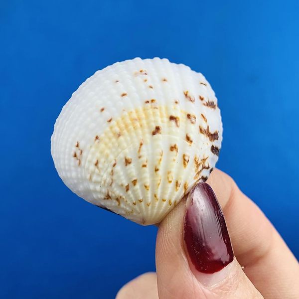 

10pcs 3 5cm natural seashell eagle wings shell home wedding beach decor fish tank aquarium decoration accessory candle material h jllpop