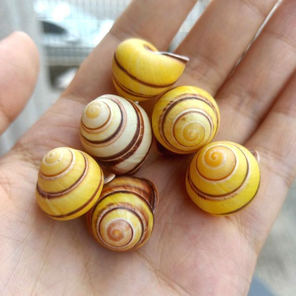 

5pcs gold conch lucky seashells natural snail seashell specimen aquarium decoration space nautical home decor accessories h jllojz