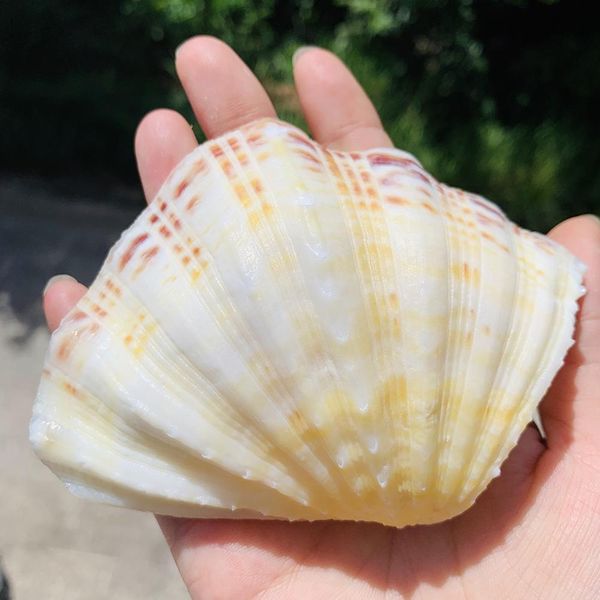 

8 12cm natural clam shells lotus seashell aquarium decoration specimen nautical home decor craft jewelry tray fish tank ornament h jlloms