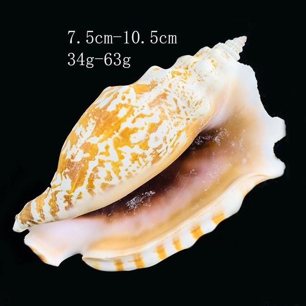 

8 12cm natural shell sea conch ear snail specimen fish tank aquarium decorations roll shellfish breeding shell micro landscape h bbytpp